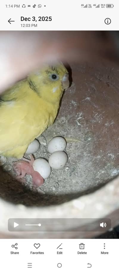 Australian parrot breeder pair 100% for sele 03494742946