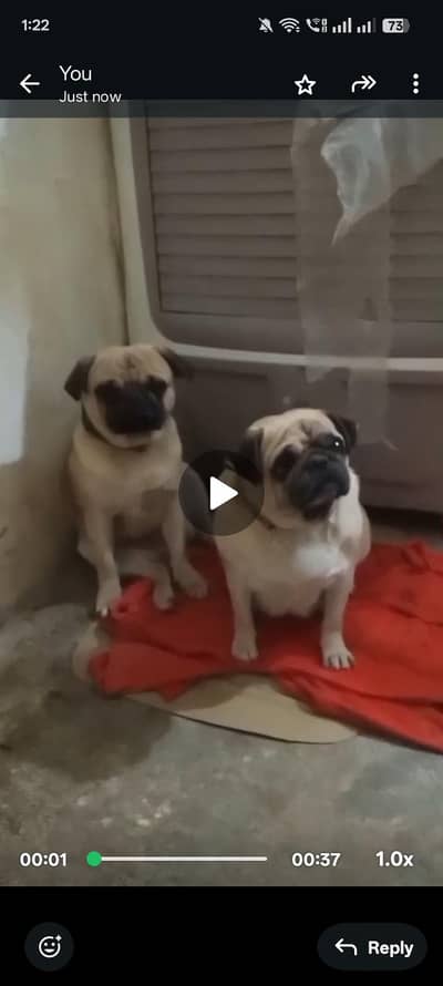 Hum pug American dogs for sale