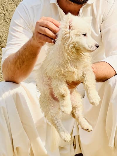 Beautiful Indian spitz