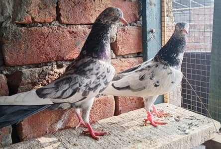 pair/Age 1year/Quality/High