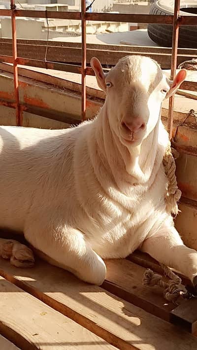 pointed gulabi tedda chotu for sale