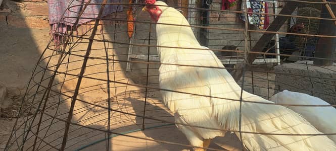 Pure white aseel pamos heera