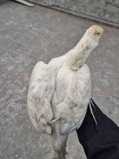 pure bird and active