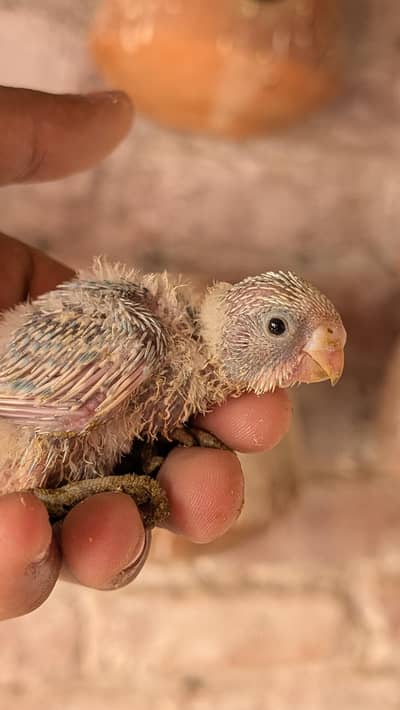 budgies chiks available for hand tame