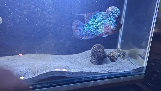 SRD Flowerhorn male