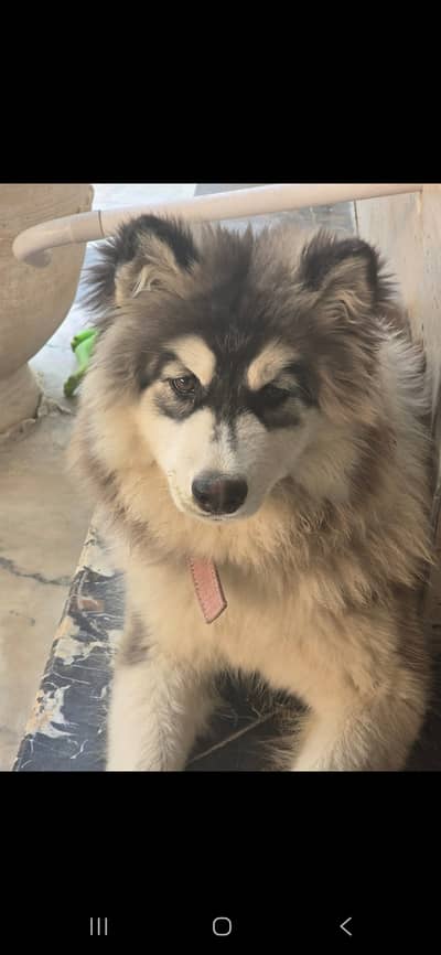 Pure Siberian Husky for sale