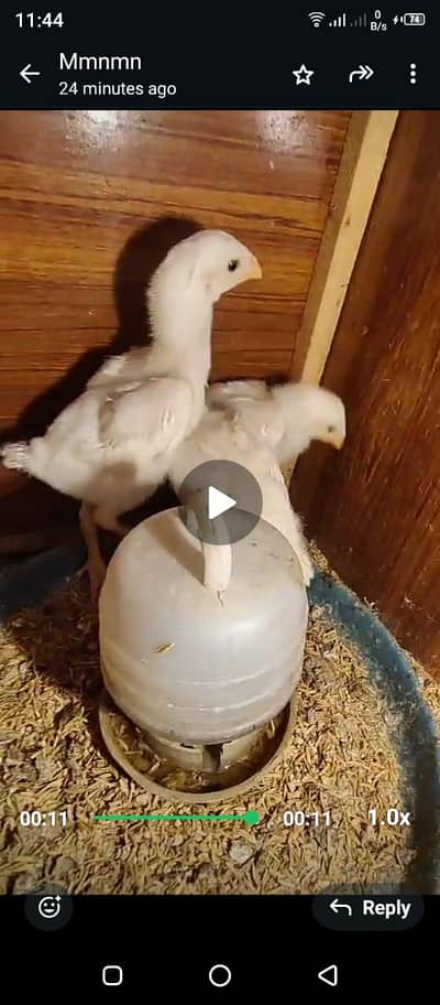 healthy white German O shamo , chicks and breeder pairs available