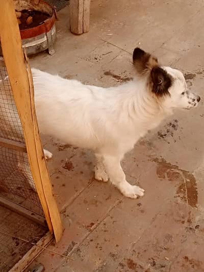 American Russian poodle