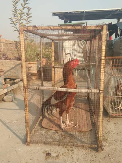 Aseel murga for sale