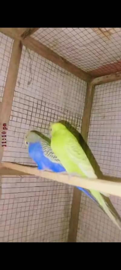 austrlin Budgie pair