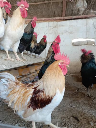 Ready to breed Murga