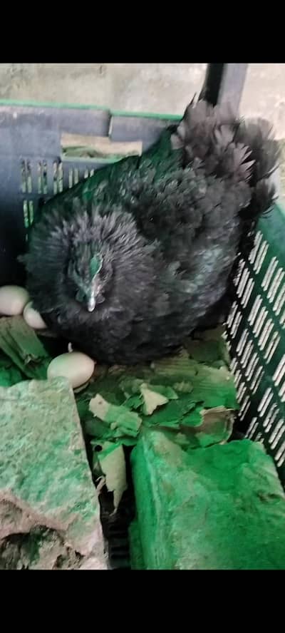 kurak murgi foresale ayyam semani breed ha