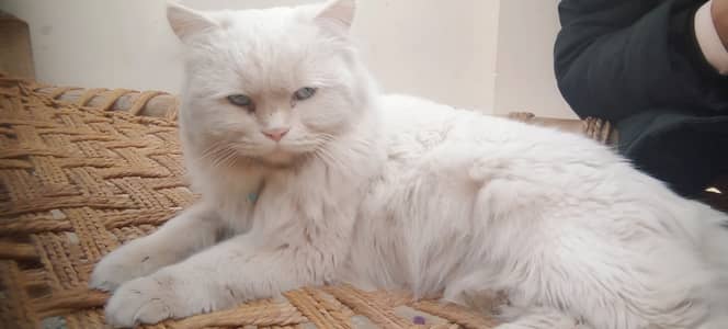 اپارشئین بلا برائے فروخت