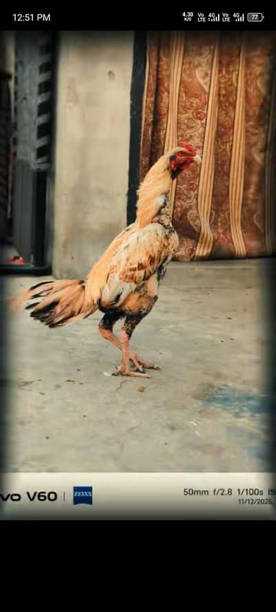 aseel murga for sale 03316427993 Whatsapp