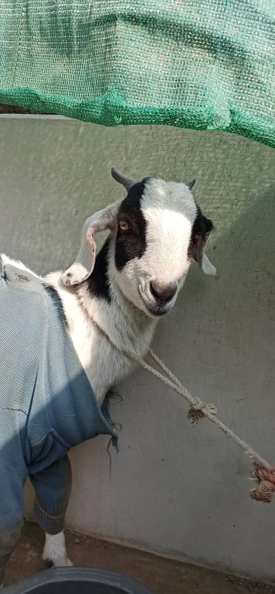 femal put need urgent sale