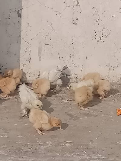 Golden Heavy Buff . Silky silver