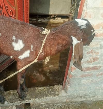 Nagra nasal bakri achi nasal ki path