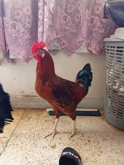 02 cock  for sale