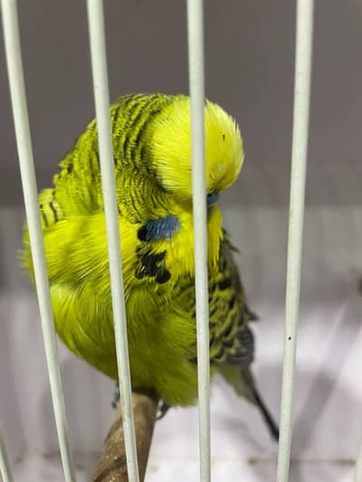 High Quality Exhibition ring bird