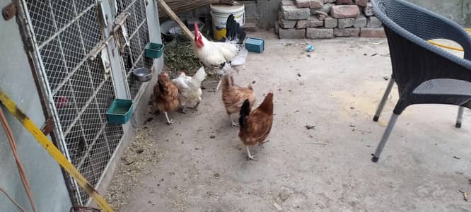 Golden Misri Hen | misri murghi  | Misri Murgha | Desi | Hen