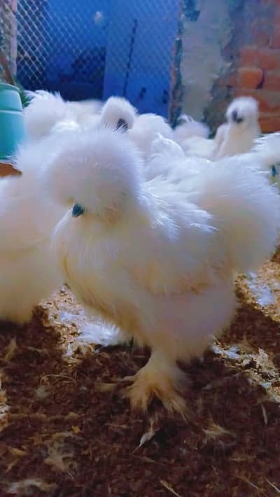 White Silkie Breeders Pairs only Available at Ranafancyfarm