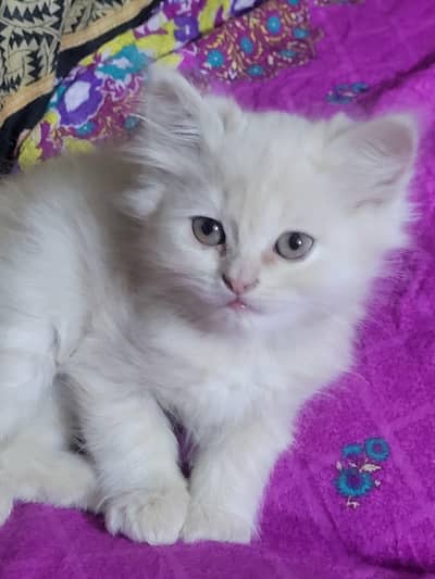pair persian kittens  at very reasonable price