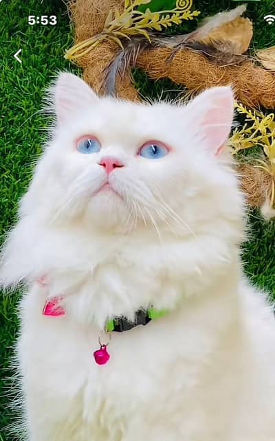 cat for sale buhat achi ha