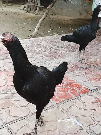 1 ka kudrat ki taraf sa panjaa muraa ha aur dusara theek ha,