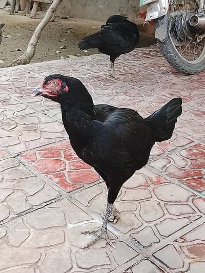 Aseel || Sindhi Jawa || Aseel sindhi || hen ||sindhi hen | مرغی |Murgi