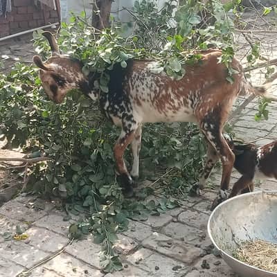 burbury pure goat with baby for sale