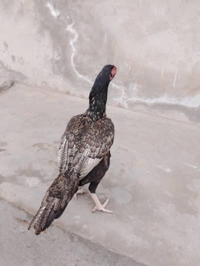 Top quality Aseel female 03045604159