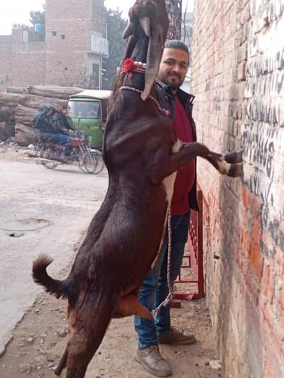 pure desi dudh wali bakri 03094691149