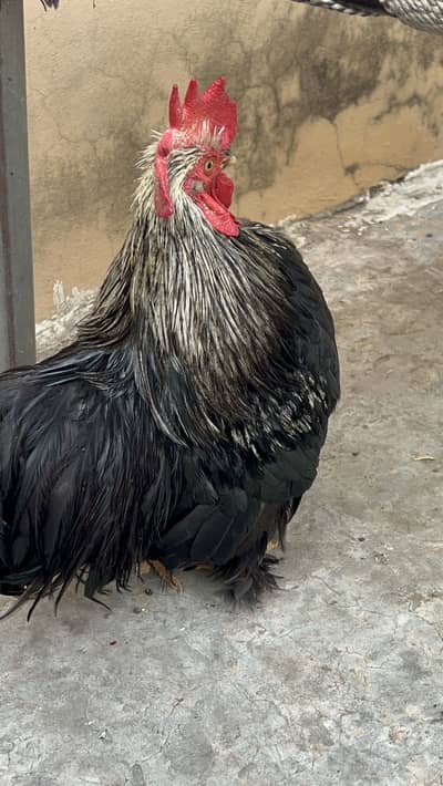 Bantam male / 03018659791