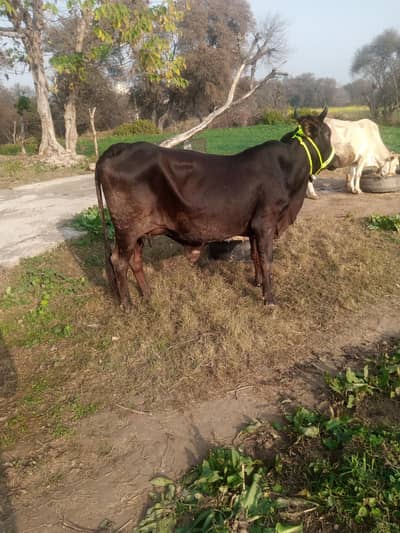 gay 2nd sua  5 din ki sui nichy wacha ha 03325054687