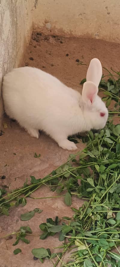 rabbits for sale