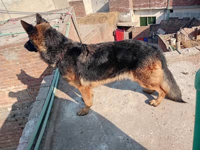 German Shepherd female Dabel cort