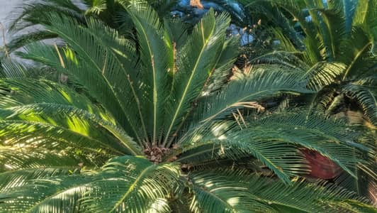 Sago palm plant (Cycas revoluta) age 22, (4 plant)