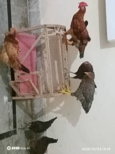 Urgent sell. . . With panjra for only Multan 2 male chicken 5 female
