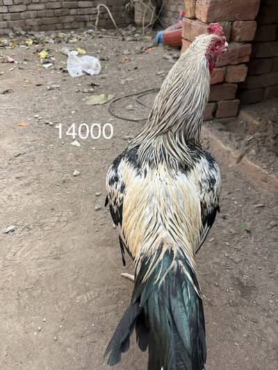 MashaALLAH pure aseel