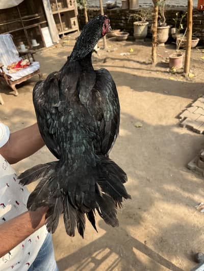 MashaALLAH pure aseel