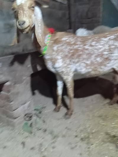 MashaAllah dud  wali bakri 03141446467