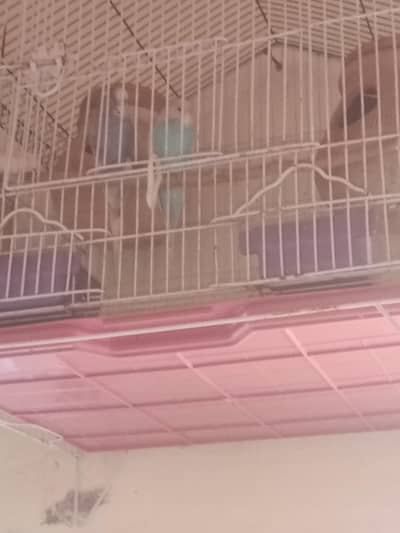 Australian parrot ka pair ha pair confirm ha or with cage 2200