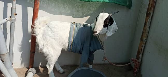 Goats female- need urgent sale