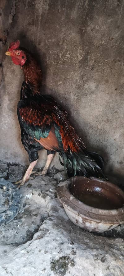 aseel mianwali breeder