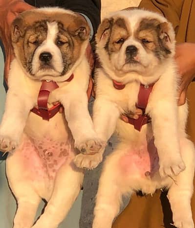 king Alabai dabal Hadi havey bone stacture security dogs for sale