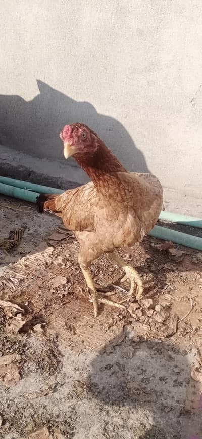 Aseel female for sale in Rawalpindi