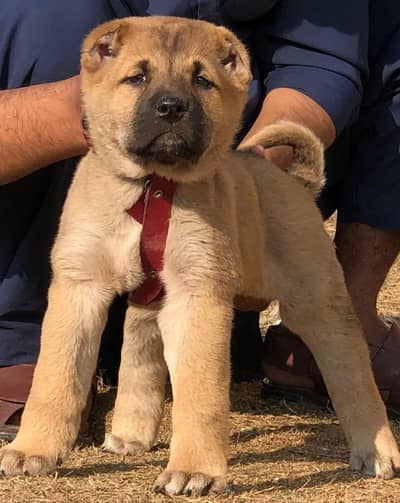 king Turkish kangal  dabal Hadi  havey bone stacture for sale