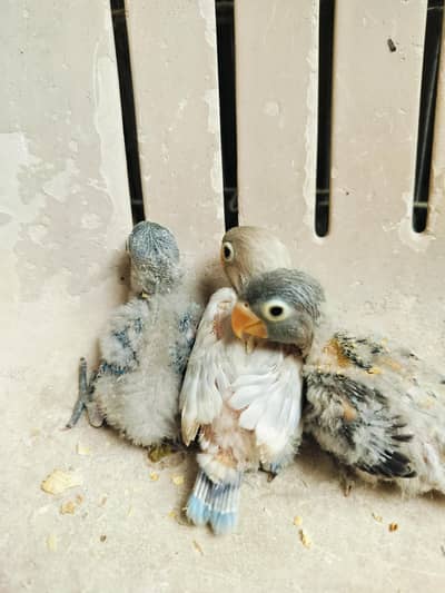 lovebird hanfeed chiks