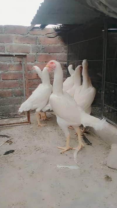 paper white king Shamo female