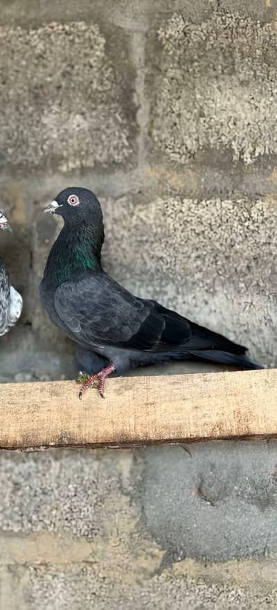 Neela male breeder available quality ( lakawa hai purana)
